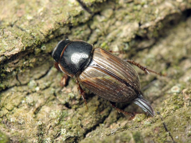 Aphodius Illiger, 1798